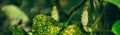 Organic young Cucumbers Growing In Vegetable Garden. Panorama, Panoramic View Shot Scene Copy Space Royalty Free Stock Photo