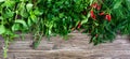 Organic green fresh herbs on a wooden background. Freshly picked parsley, basil, thyme, arugula, dill. Banner. Free space for an