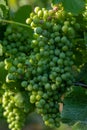 Organic green grape growing in the vineyard. Grapes green taste sweet growing natural. Green grape on the vine in garden Royalty Free Stock Photo