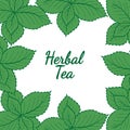 Mint liner in color, herbal tea