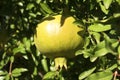 Organic green immature pomegranate