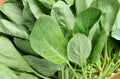 Organic green kale, Chinese kale fresh vegetable or Chinese broccoli, Thai Kale leaves on bamboo colander.