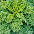 Organic green kale growing fast in a healthy and well-maintained vegetable patch Royalty Free Stock Photo