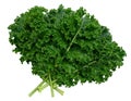 organic green kale leaf vegetable closeup on white background Royalty Free Stock Photo