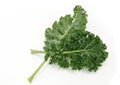organic green kale leaf vegetable closeup on white background Royalty Free Stock Photo