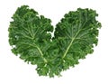 organic green kale leaf vegetable closeup on white background Royalty Free Stock Photo