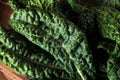 Organic Green Lacinato Kale