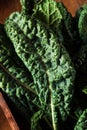 Organic Green Lacinato Kale