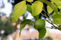 Organic green lemon hanging on a tree in garden Royalty Free Stock Photo