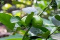 Organic green lemons close up on the tree in a branch with leaves growing inside of an agricultural farm Royalty Free Stock Photo