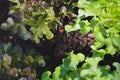 Organic green oak leaf lettuce and red oak lettuce  on healthy  vegetables salad  food background Royalty Free Stock Photo