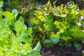 Organic green oak leaf lettuce and red oak lettuce  on healthy  vegetables salad  food background Royalty Free Stock Photo