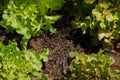 Organic green oak leaf lettuce and red oak lettuce  on healthy  vegetables salad  food background Royalty Free Stock Photo