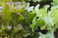 Organic green oak leaf lettuce and red oak lettuce  on healthy  vegetables salad  food nature background Royalty Free Stock Photo