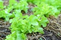 Organic green oak lettuce plant growing in organic garden Royalty Free Stock Photo