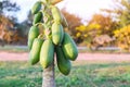 Organic green papaya on tree Royalty Free Stock Photo