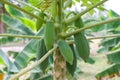 Organic Green papaya on tree Royalty Free Stock Photo