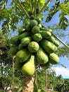 Organic green papaya on tree in daylight Royalty Free Stock Photo