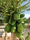 Organic green papaya on tree in daylight Royalty Free Stock Photo