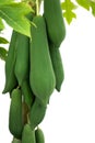 Organic green papaya tree with fruits Royalty Free Stock Photo