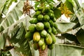 organic green papaya on tree Royalty Free Stock Photo
