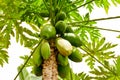 organic green papaya on tree Royalty Free Stock Photo