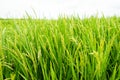 Rice paddy plant in Sumatra - Indonesia