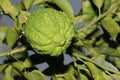 Organic Green Ripe Sour Hybrid Lime Fruit Hanging From Tree Branch Royalty Free Stock Photo