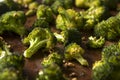 Organic Green Roasted Broccoli Florets Royalty Free Stock Photo