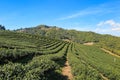 Organic green tea farm Royalty Free Stock Photo