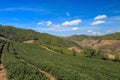 Organic green tea farm Royalty Free Stock Photo