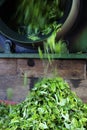 Green Tea leaves drying in a tea dryer Royalty Free Stock Photo