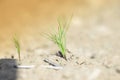 Organic Green Thai Variety Hybrid Small Cumin Plant growing in Cumin Field. close-up of Cumin crops in the agriculture field ,