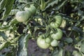 Green Tomato Royalty Free Stock Photo