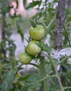 Organic green tomato Royalty Free Stock Photo