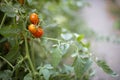 Organic green tomatoes grow on branches in greenhouse, agriculture concept Royalty Free Stock Photo