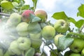 Organic green unripe and red ripe apples hanging from tree branch in apple orchard on sunny summer day. Homegrown, gardening and Royalty Free Stock Photo