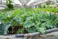 Organic green vegetable planting farm in greenhouse, kale lettuce, iceberg