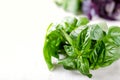 Organic green and violet basil leaves Royalty Free Stock Photo