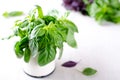 Organic green and violet basil leaves Royalty Free Stock Photo