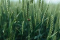 Organic green wheat close up. ladybug sitting on wheat. background