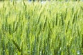 Organic green wheat on field, countryside scenery