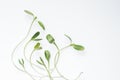 Organic green young sunflower sprouts on white