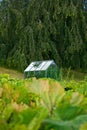 Organic greenhouse in the back garden with open windows for ventilation. A conservatory surrounded by green lush and Royalty Free Stock Photo