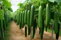 Organic greenhouse filled with rows of fresh ripe cucumbers ready for harvesting