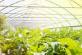 Organic greenhouse. Young plants growing in very large plant in commercial greenhouse