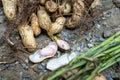 Organic Groundnut Harvest: Freshly Harvested with Leaves - Uttarakhand, India