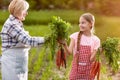 Organic growing carrots