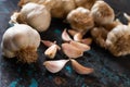 Organic grown garlic Royalty Free Stock Photo