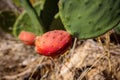 Organic grown Prickly Red Pears, on a Green Cactus plant in the fields ready for harvest in Autumn Royalty Free Stock Photo